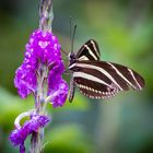 Zebrafalter: Der gestreifte Schmetterling