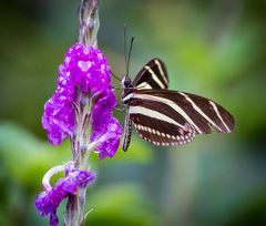 Zebrafalter: Der gestreifte Schmetterling