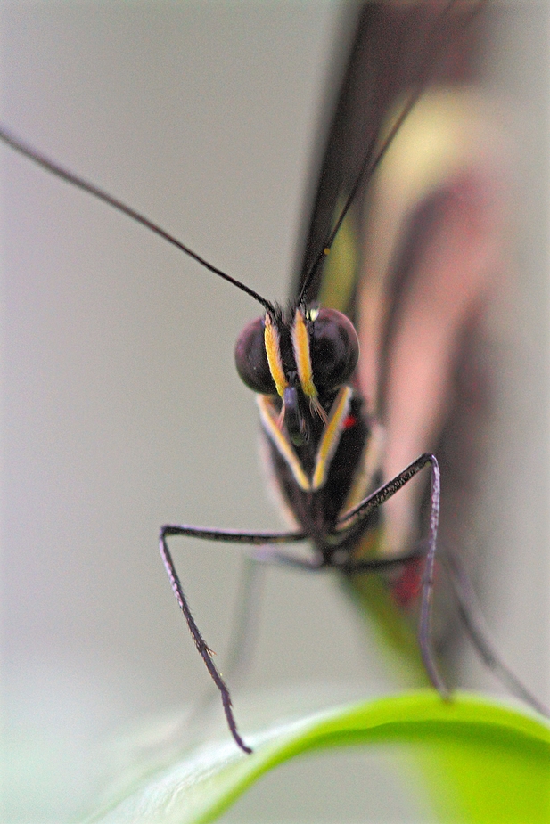 Zebrafalter -frontal Ansicht