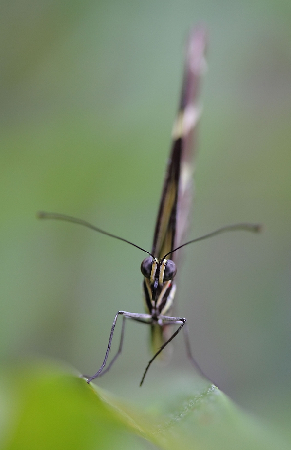 Zebrafalter Frontansicht