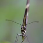 Zebrafalter Frontansicht