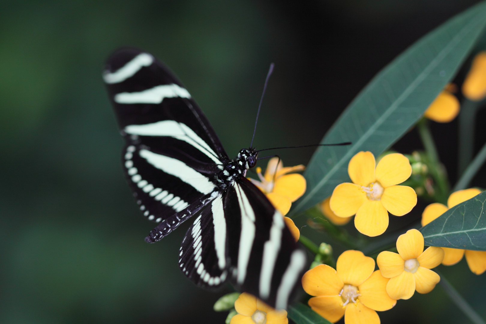 Zebrafalter (Heliconius charithonia)