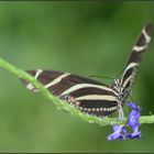 Zebrafalter (Heliconius charithonia)