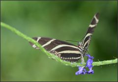 Zebrafalter (Heliconius charithonia)