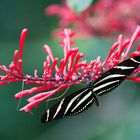 Zebrafalter (Heliconius charithonia)