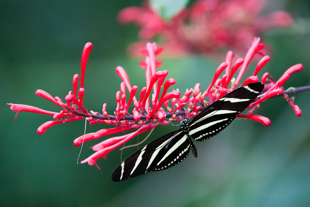 Zebrafalter (Heliconius charithonia)