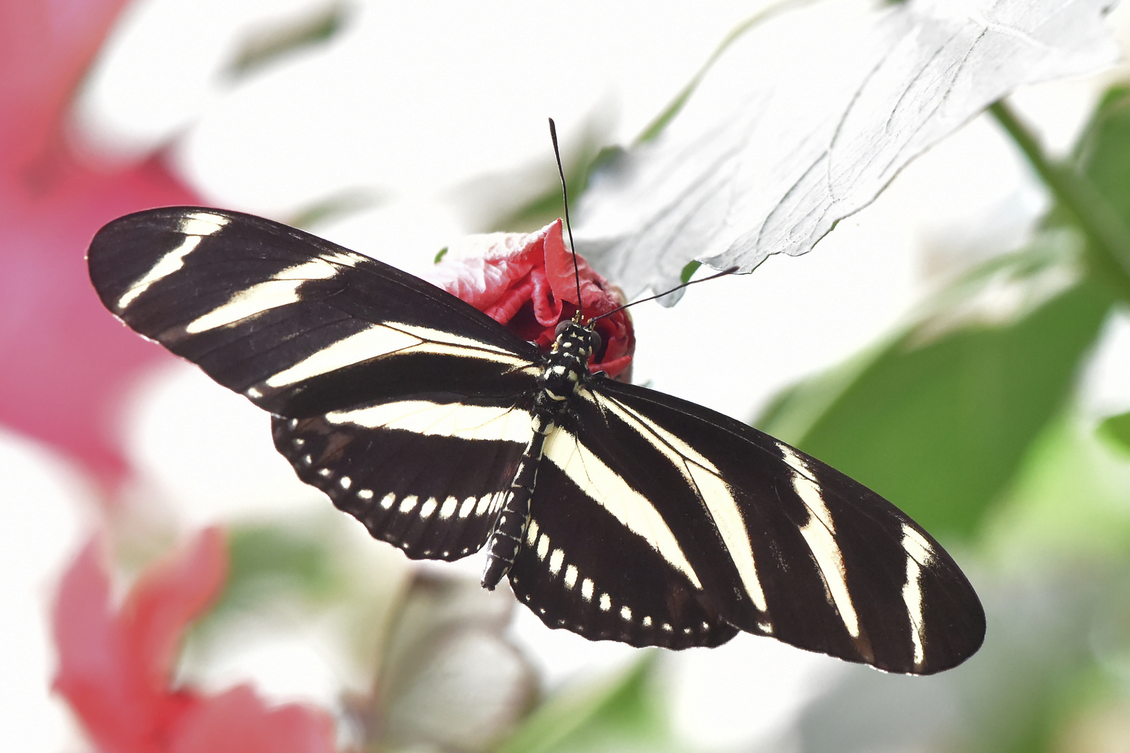 Zebrafalter - Heliconius charithonia