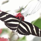 Zebrafalter - Heliconius charithonia