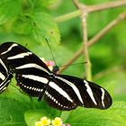 Zebrafalter (Heliconius charithonia)