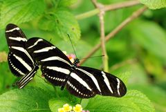 Zebrafalter (Heliconius charithonia)