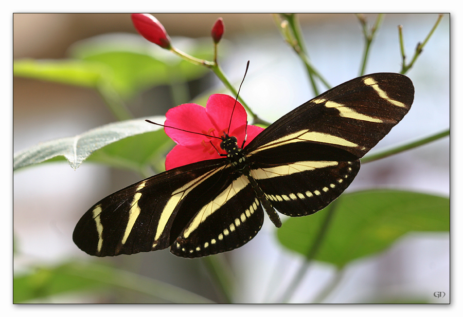 Zebrafalter (Heliconius charitonius)