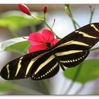 Zebrafalter (Heliconius charitonius)