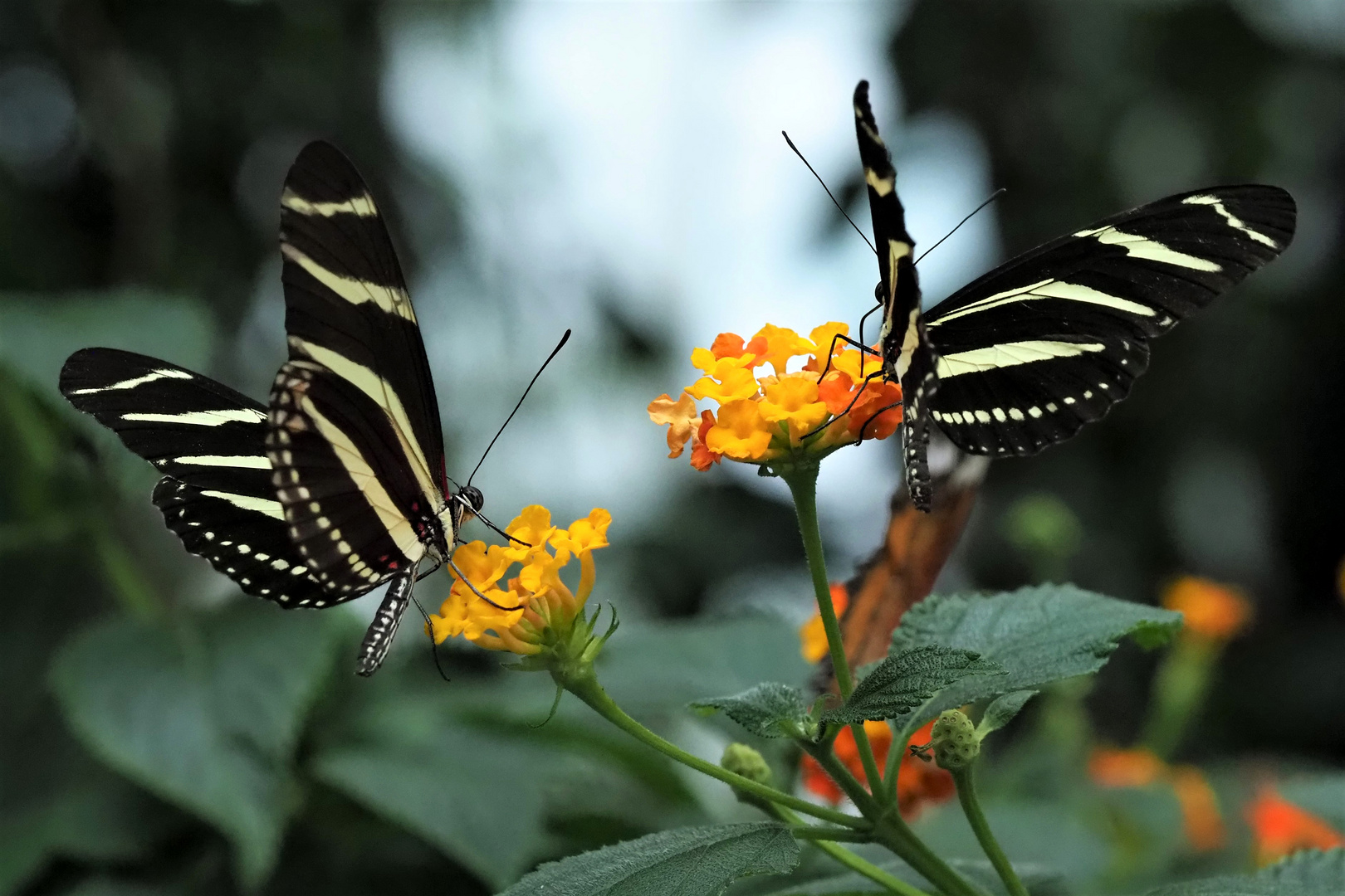 Zebrafalter (Heliconius charitonius)