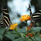 Zebrafalter (Heliconius charitonius)