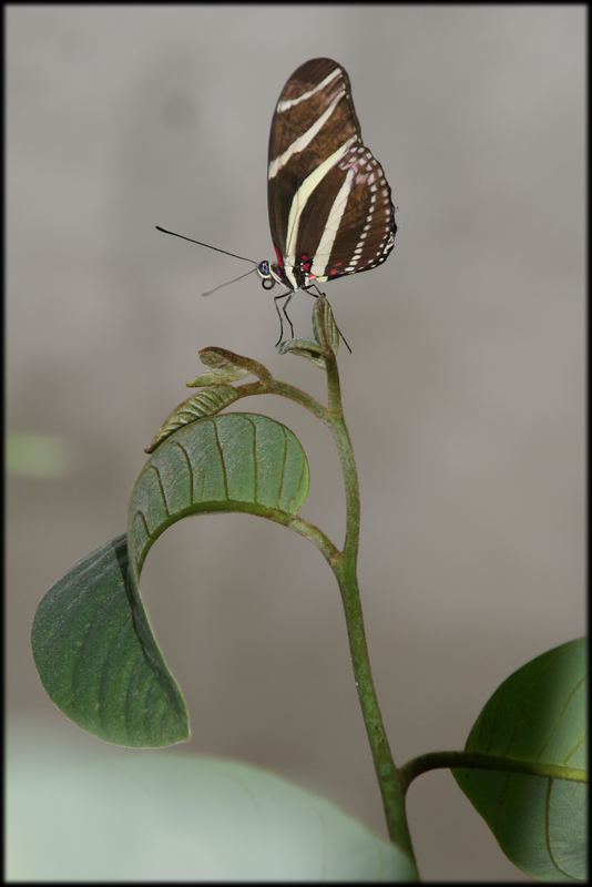 Zebrafalter (Heliconius charitonius) aus Südamerika