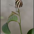 Zebrafalter (Heliconius charitonius) aus Südamerika