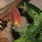 Zebrafalter im Blütenanflug