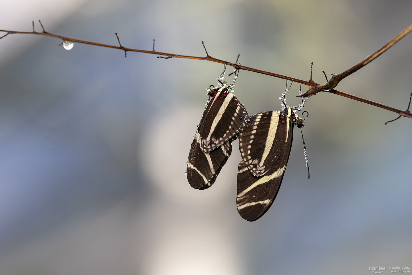 Zebrafalter Paarung