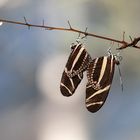 Zebrafalter Paarung