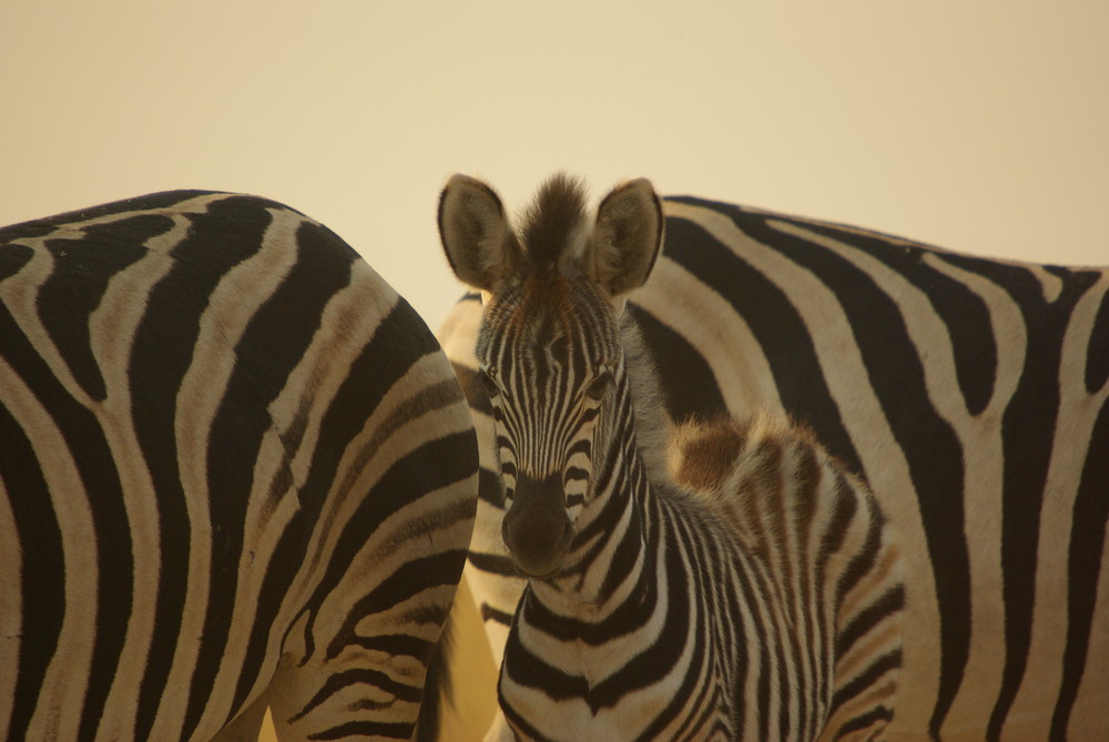 Zebrafamilie