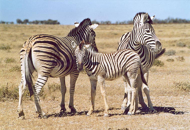 Zebrafamilie