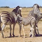 Zebrafamilie