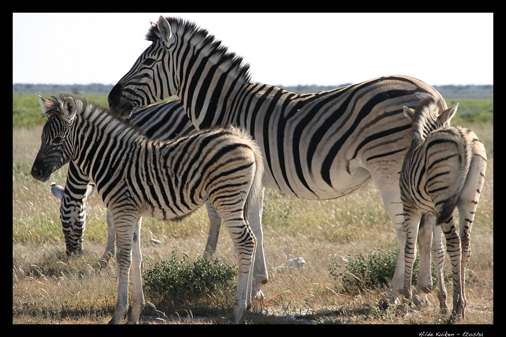 Zebrafamilie