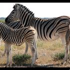 Zebrafamilie