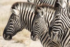 Zebrafamilie im Etosha