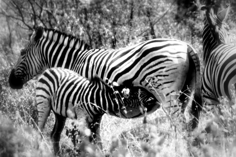 Zebrafamilie in Afrika