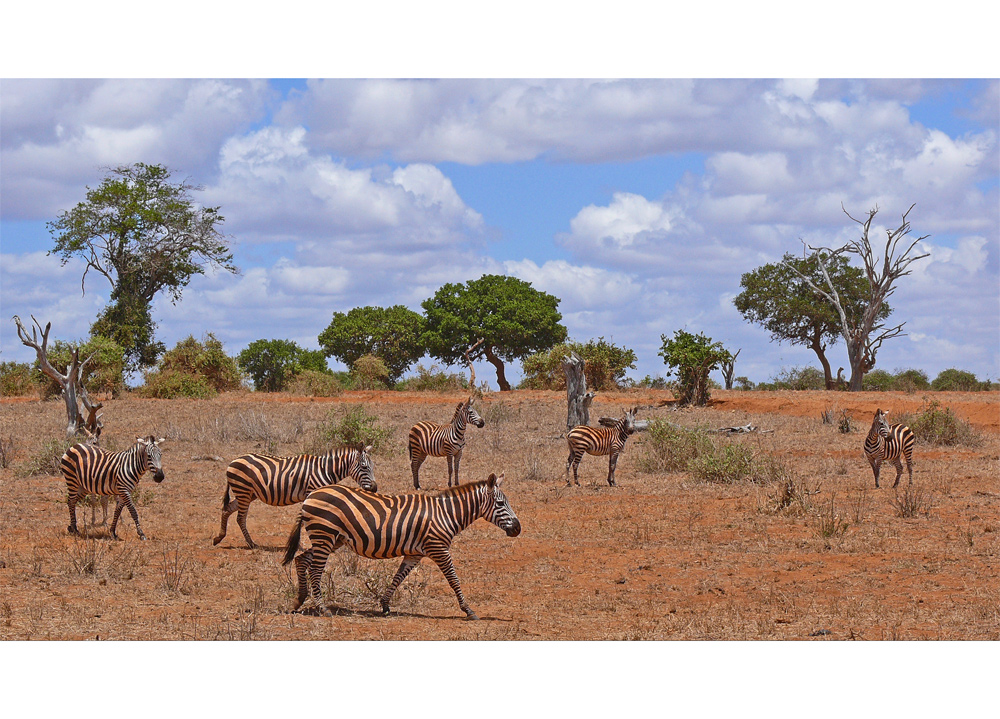 Zebrafamilie in Tsavo Ost