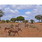 Zebrafamilie in Tsavo Ost