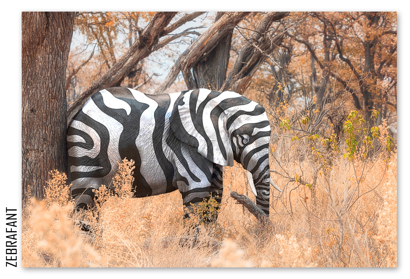 ZEBRAFANT