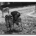 Zebra_FB