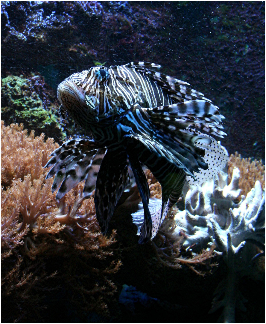 Zebrafisch