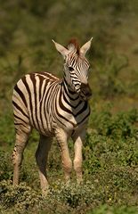 Zebrafohlen