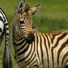 Zebrafohlen