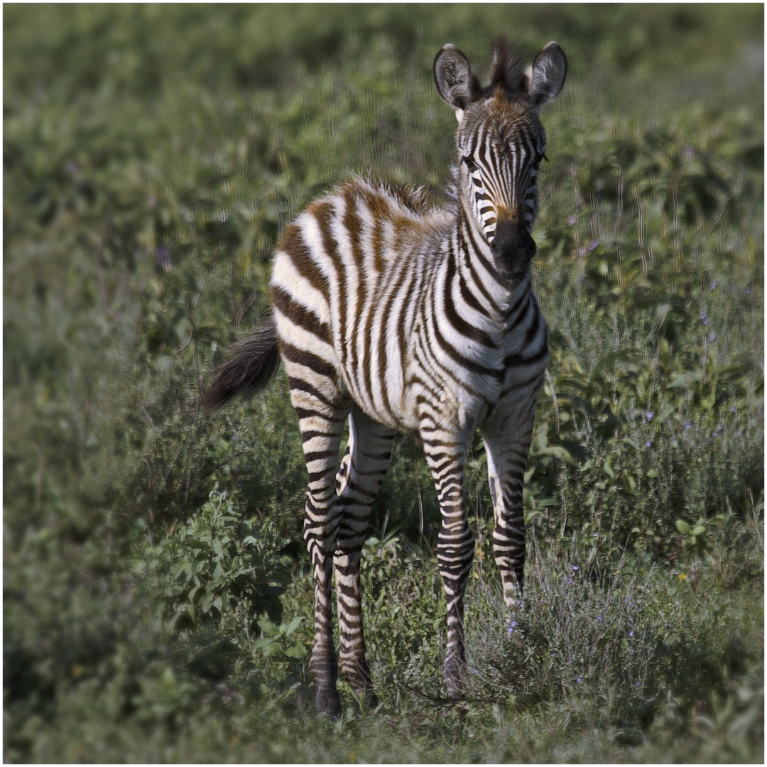 Zebrafohlen