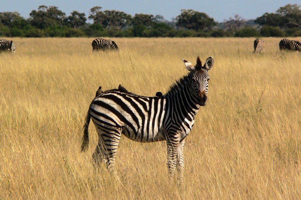 Zebrafohlen