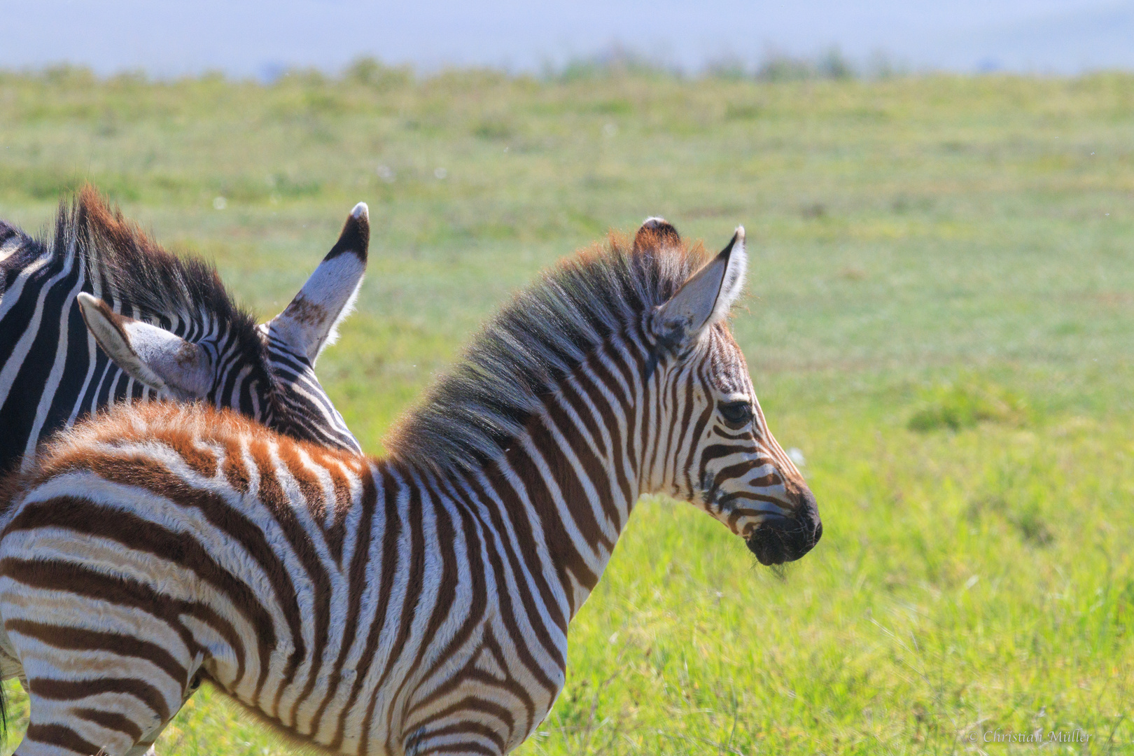 Zebrafohlen in der Serengeti