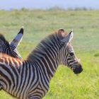 Zebrafohlen in der Serengeti