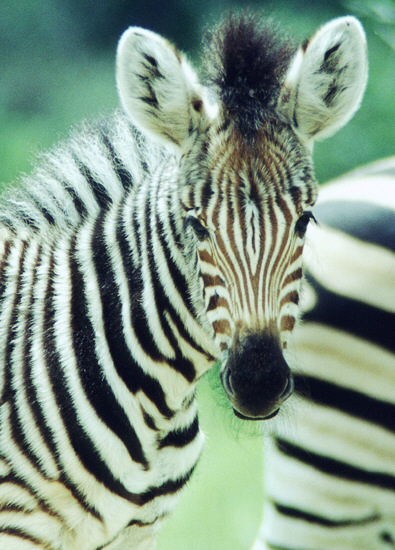 Zebrafohlen - Krueger National Park