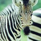 Zebrafohlen - Krueger National Park