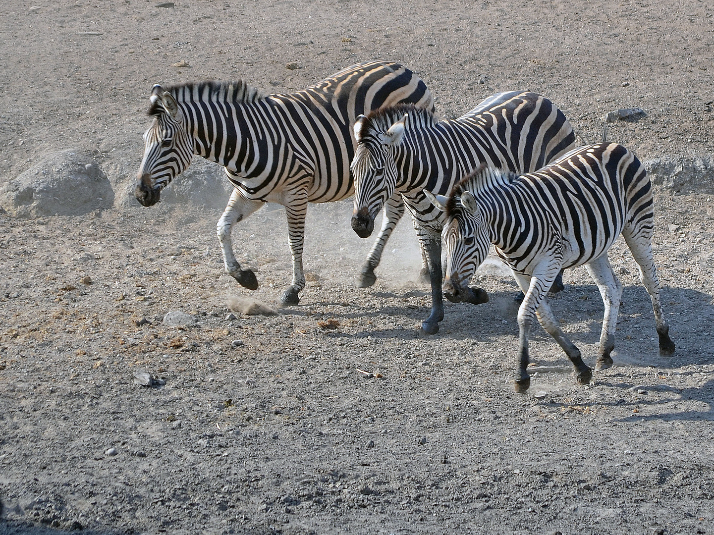 Zebra(fox)trot