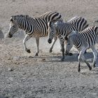 Zebra(fox)trot