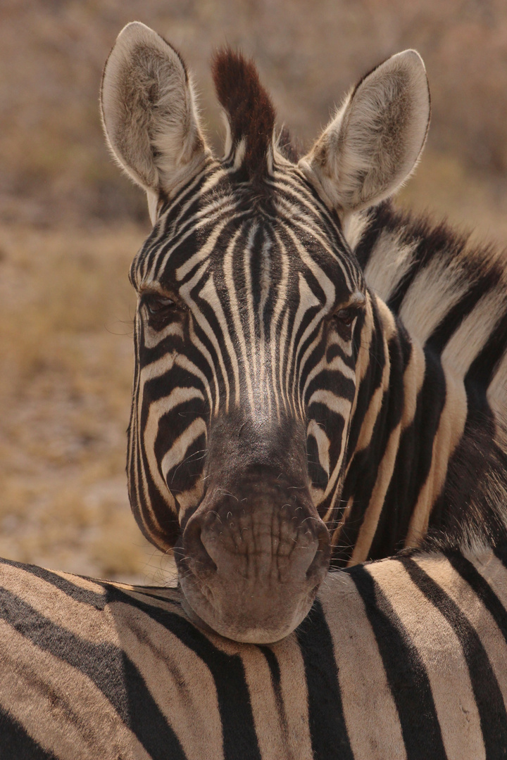 Zebrafreundschaft