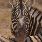 Zebrafreundschaft