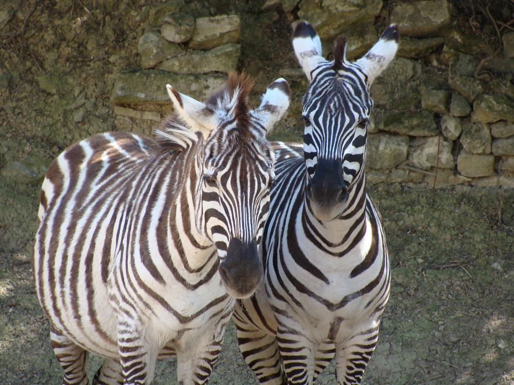 Zebrafreundschaft