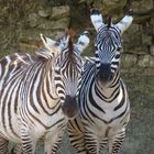 Zebrafreundschaft