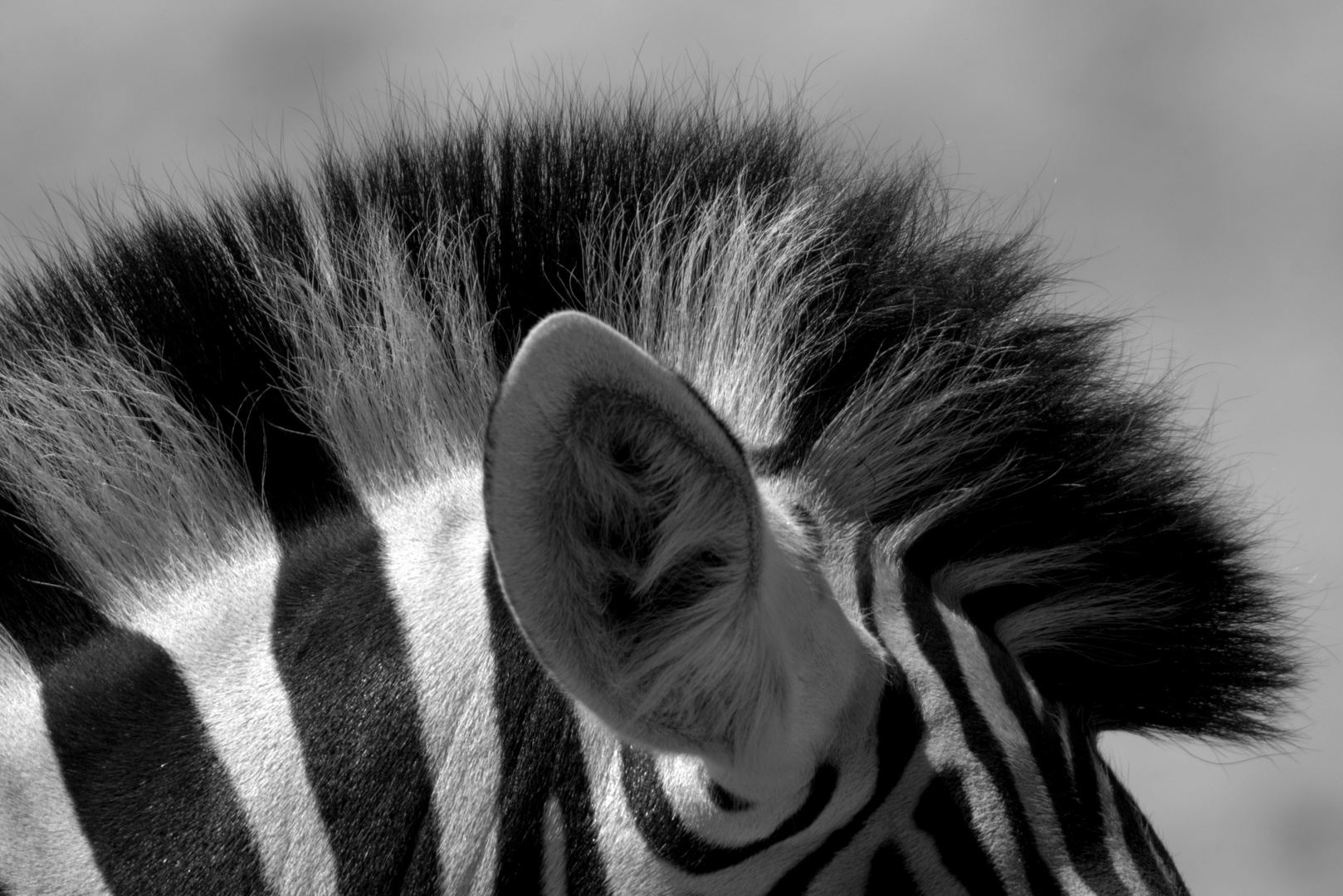 Zebrafrisur